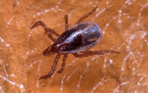 A nymph stage blacklegged tick on a leaf Infected nymphs transmit most cases of Lyme disease...AKPYYC A nymph stage blacklegged tick on a leaf Infected nymphs transmit most cases of Lyme disease