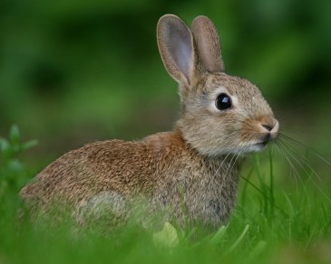 rabbit-meadow-1280x1024