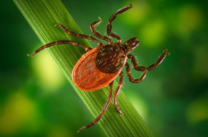 ticks-blacklegged-300x198