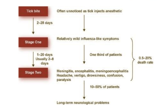 Tick-borne-encephalitis-symptoms