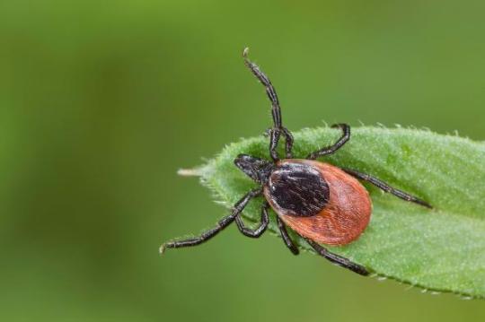 01-tick-BMYJ9K.adapt.590.1