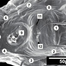 Amblyomma-americanum-Hallers-organ