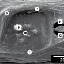 Ixodes-scapularis-Hallers-organ