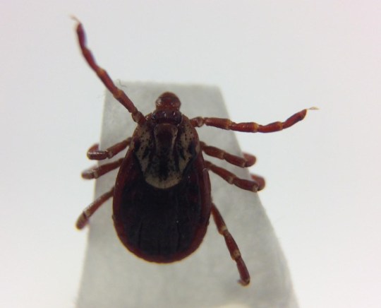 Questing-Dermacentor-varabilis