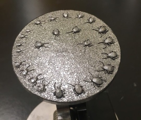 tick-sample-for-environmental-scanning-electron-microscopy