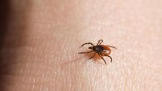 hc-1518201066-z9tit7vaqh-snap-image-2