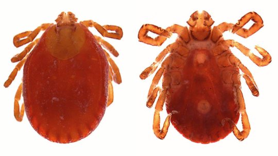 longhorned-ticks_wide-cb558bd04f51bf253cf572ad76b5f330b3a903b9-s700-c85