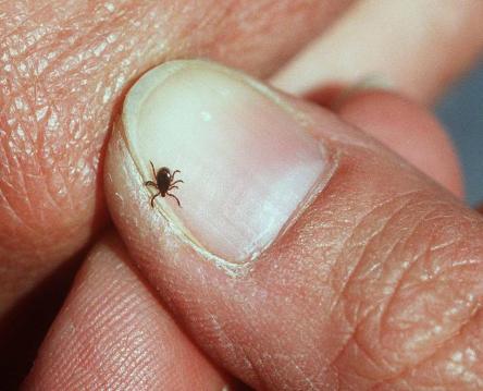 06252007_25tick-5985597