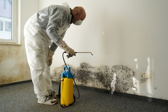 specialist in combating mold in a apartment