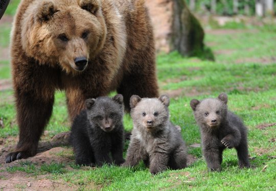 Brown-Bear-and-Cubs1