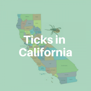 California-2-300x300