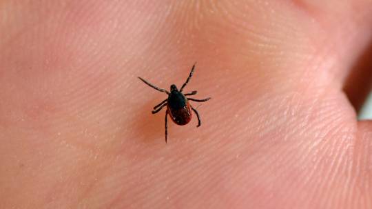 tick-for-lyme-disease-1180x664