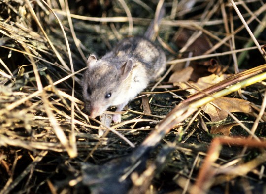 animals-reservoirs-whitefootedmouse