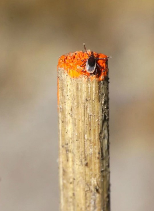 health-ticks-lymedisease-geography-blackleggedtick-question-experiment