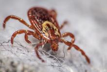 dog-tick-closeup-rocky-mountain-spotted-fever