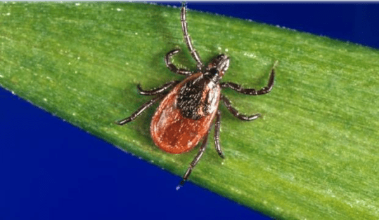 Screenshot_2018-09-21 Deer tick - Image - Digital Journal