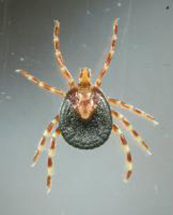 tropical_bont_tick03