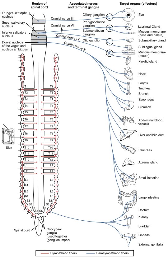 1503_Connections_of_the_Parasympathetic_Nervous_System