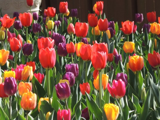 Triumph tulip mixture.