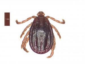 H.-punctata-female-dorsal-0-300x225