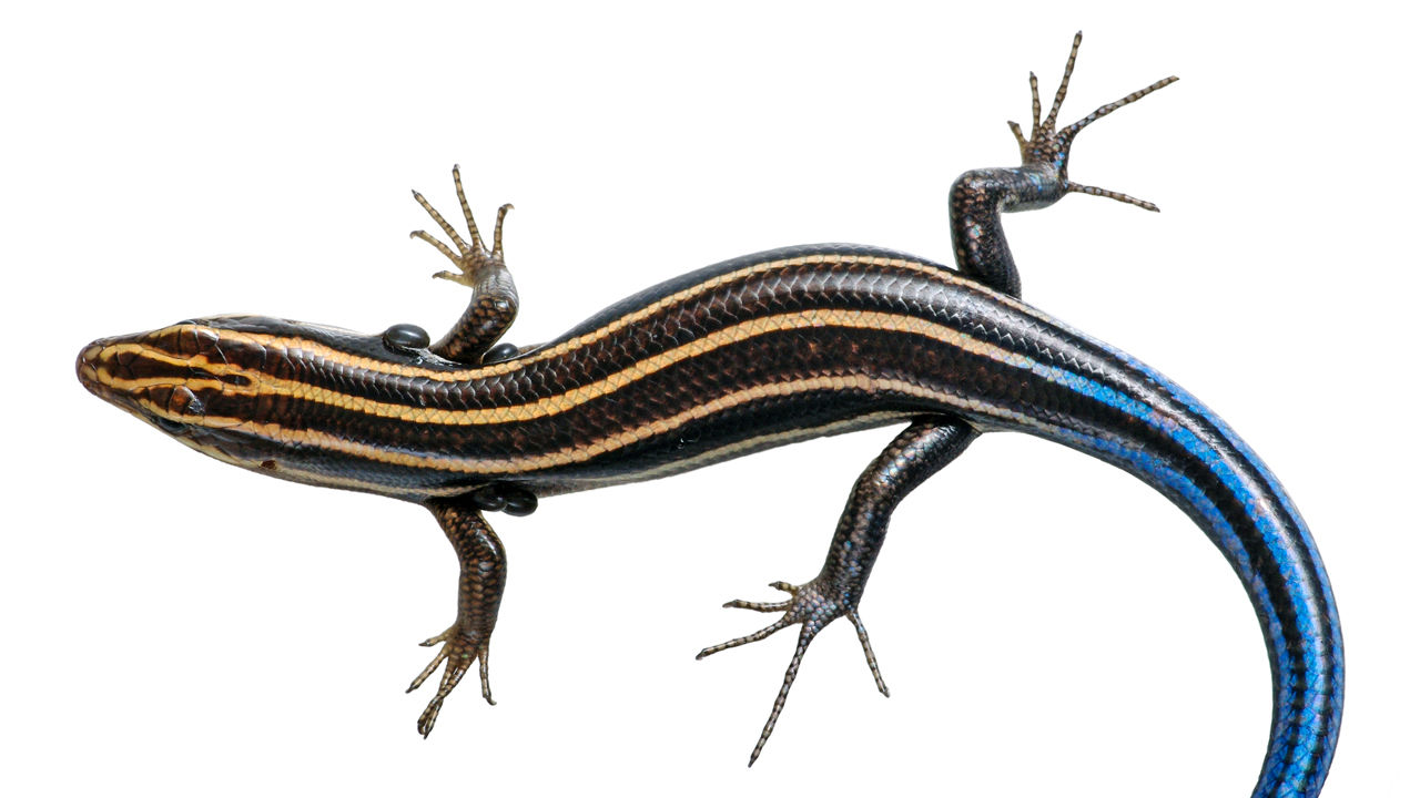 skink_1280p