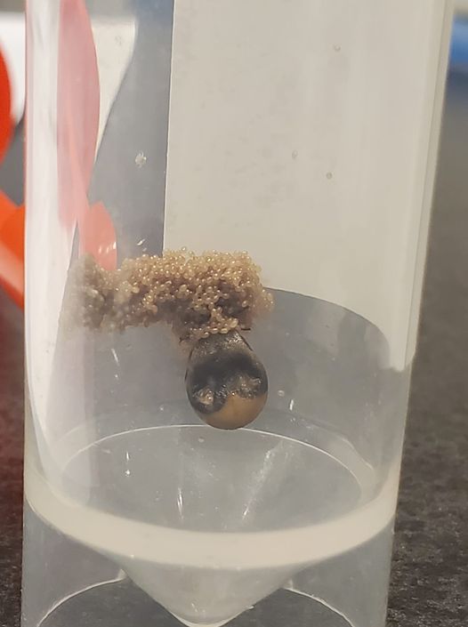 Tick eggs